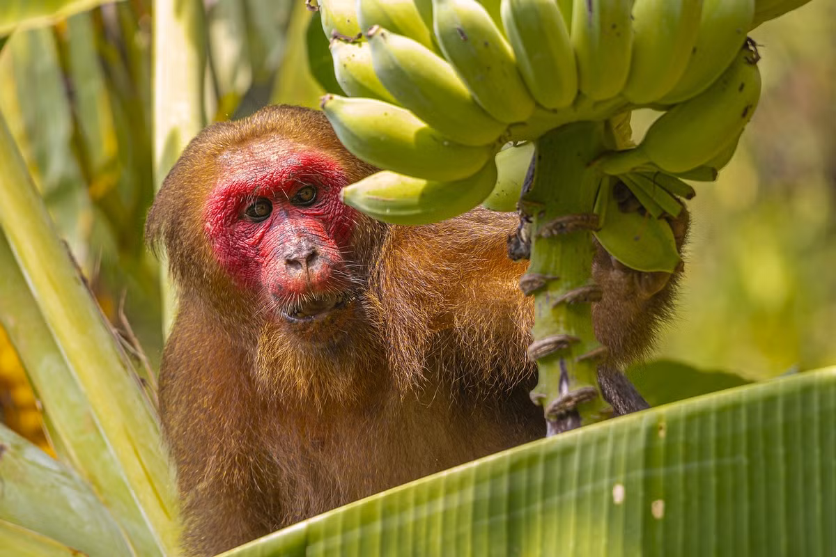 Thức ăn của khỉ mặt đỏ bao gồm: quả, hạt, lá non, nõn và cả động vật nhỏ như côn trùng và chim. Ảnh: karits.