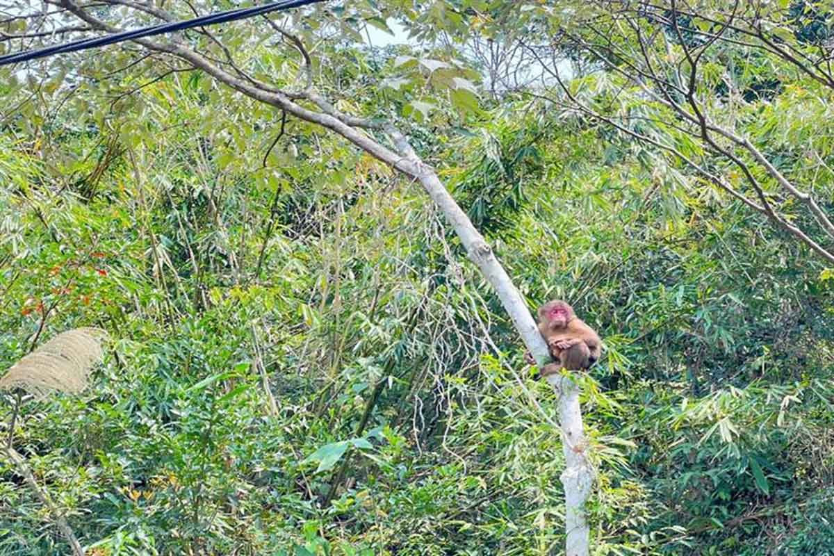 Trước đó, cá thể khỉ mặt đỏ trên được một người dân tại xã Đông Hải, huyện Tiên Yên (Quảng Ninh) phát hiện đi lạc vào vườn nhà nên bắt lại. Sau đó, gia đình đã báo sự việc cho kiểm lâm địa phương và mang con khỉ trên đến cơ quan Công an xã Đông Hải (huyện Tiên Yên) bàn giao, mong muốn con khỉ đực nặng khoảng 3,5 kg được thả về môi trường tự nhiên an toàn. Ảnh: Ban quản lý Vườn quốc gia Bái Tử Long.