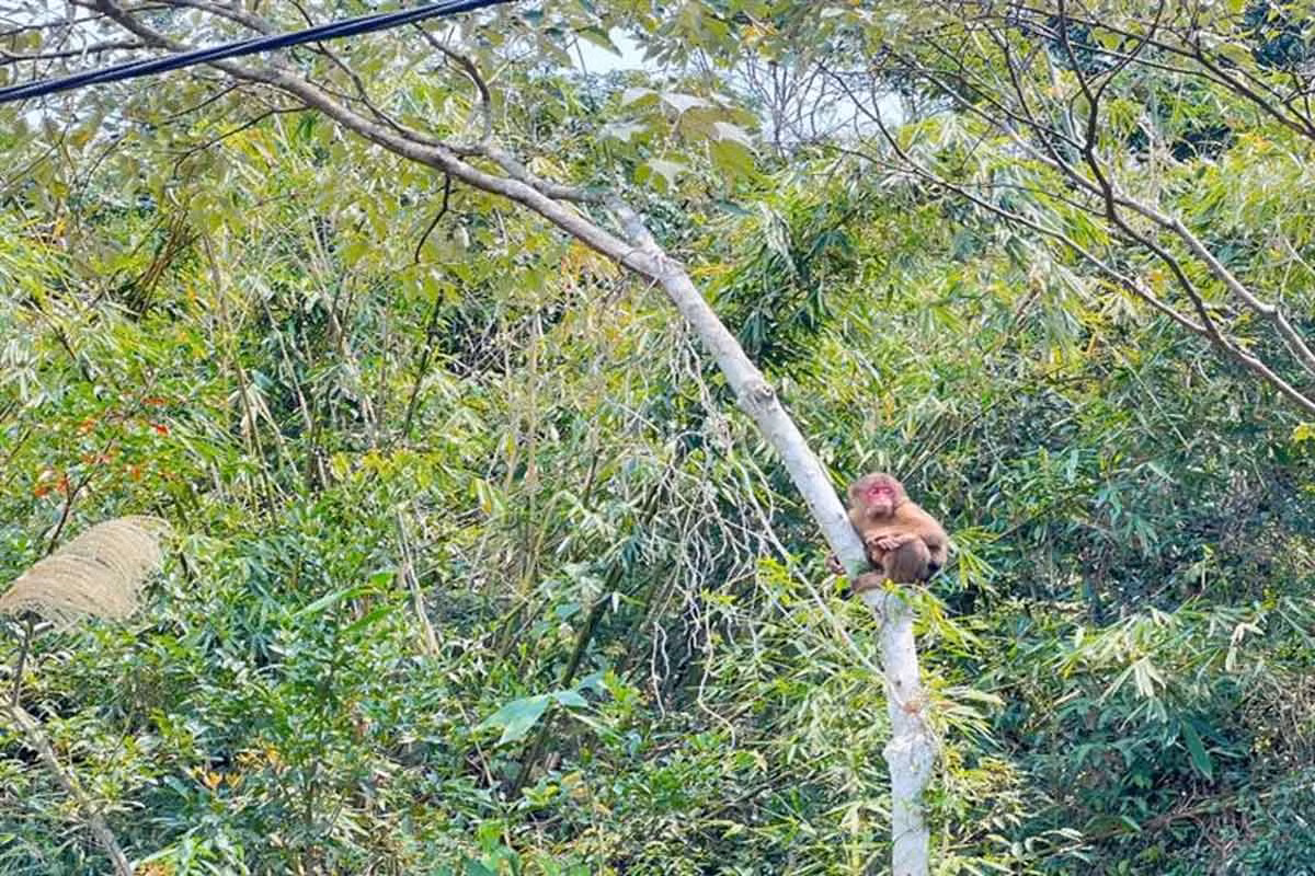 Trước đó, cá thể khỉ mặt đỏ trên được một người dân tại xã Đông Hải, huyện Tiên Yên (Quảng Ninh) phát hiện đi lạc vào vườn nhà nên bắt lại. Sau đó, gia đình đã báo sự việc cho kiểm lâm địa phương và mang con khỉ trên đến cơ quan Công an xã Đông Hải (huyện Tiên Yên) bàn giao, mong muốn con khỉ đực nặng khoảng 3,5 kg được thả về môi trường tự nhiên an toàn. Ảnh: Ban quản lý Vườn quốc gia Bái Tử Long.