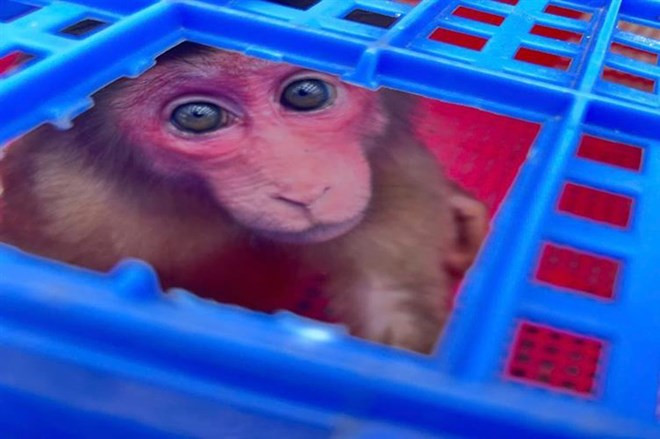 Vào ngày 31/3, Ban quản lý Vườn quốc gia Bái Tử Long thông tin đã tiếp nhận một con khỉ mặt đỏ (tên khoa học Macaca arctoides) từ huyện Tiên Yên. Sau khi hoàn thành các thủ tục pháp lý, con khỉ có tình trạng sức khỏe tốt được thả về khu vực rừng tự nhiên tại Khoảng 7, Tiểu khu 201, đảo Ba Mùn, Vườn quốc gia Bái Tử Long. Ảnh: Ban quản lý Vườn quốc gia Bái Tử Long.