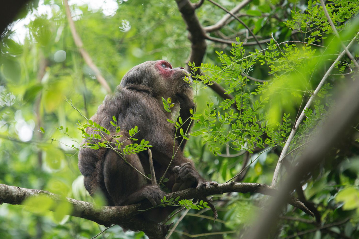Hoạt động chủ yếu vào ban ngày, khỉ mặt đỏ leo trèo và di chuyển trên mặt đất để kiếm ăn. Ảnh: thainationalparks.