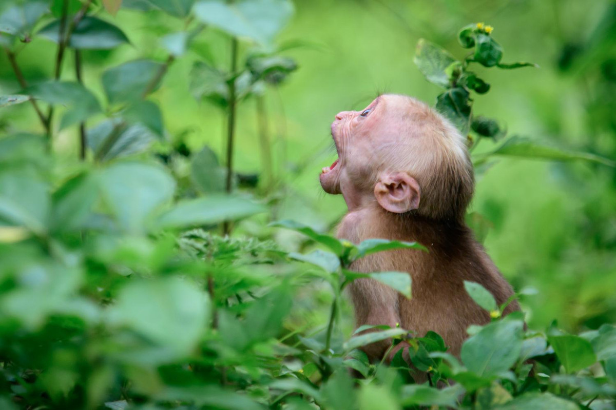 Khỉ mặt đỏ thường phân bố trong các khu rừng thấp, rừng gió mùa, rừng khô và các khu rừng rậm trên núi cao tới 2.000m so với mực nước biển. Ảnh: thainationalparks.