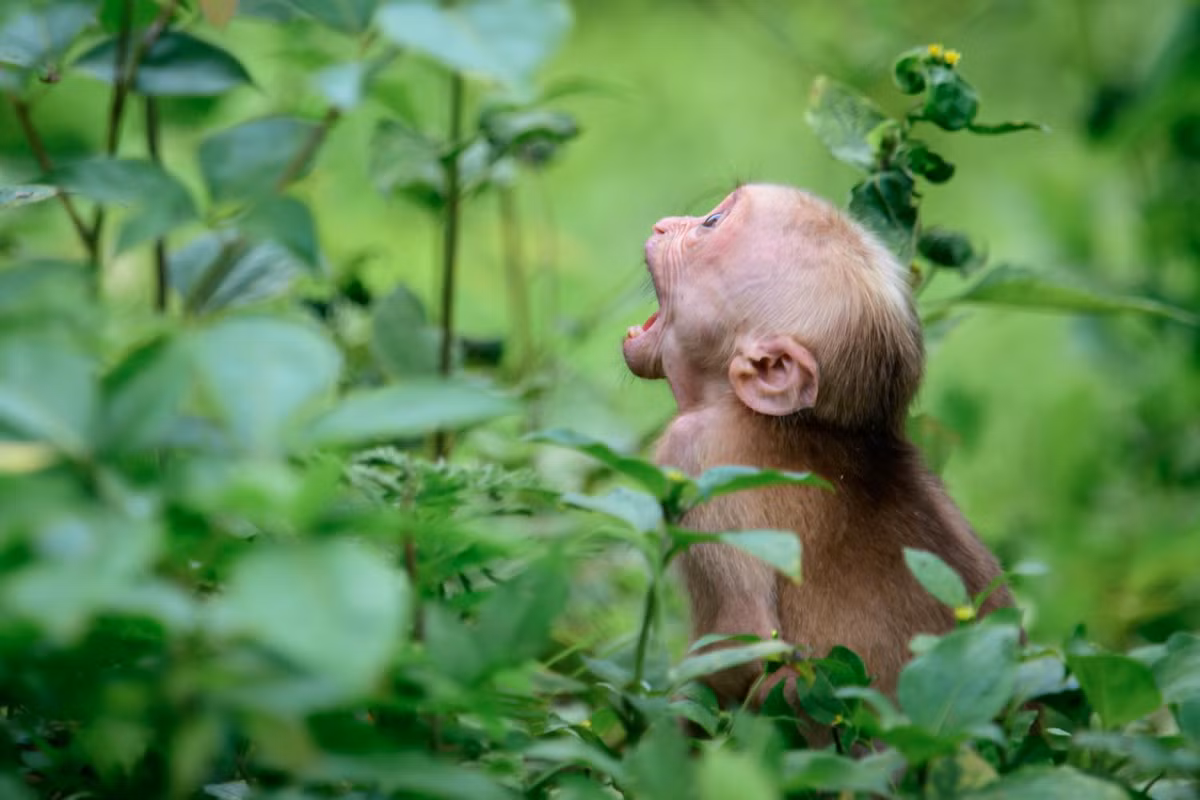 Khỉ mặt đỏ thường phân bố trong các khu rừng thấp, rừng gió mùa, rừng khô và các khu rừng rậm trên núi cao tới 2.000m so với mực nước biển. Ảnh: thainationalparks.