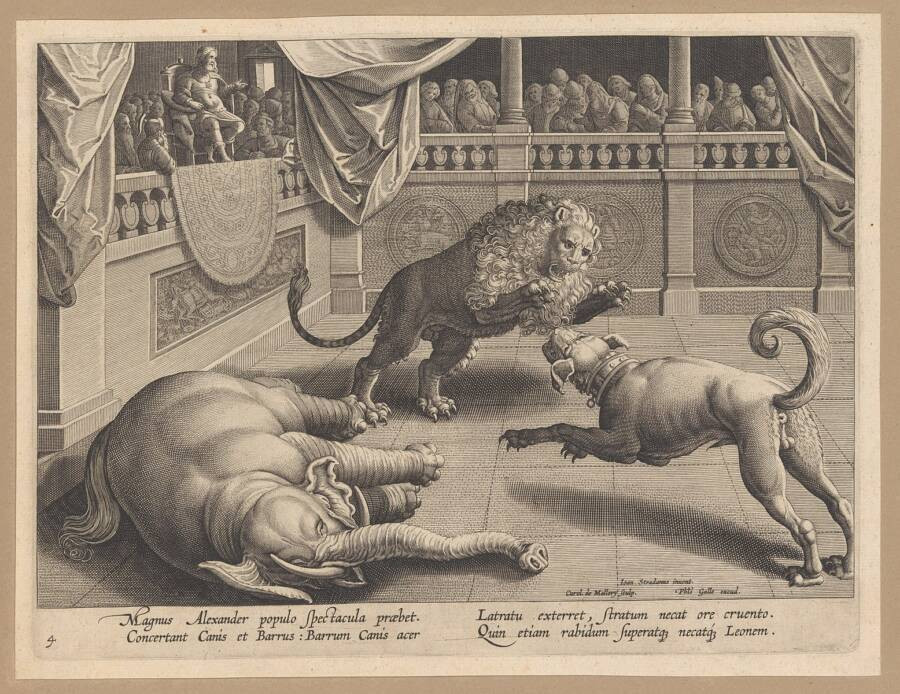 Không chỉ có vết cắn của một loài mèo lớn, nhiều khả năng là sư tử, đấu sĩ bị chặt đầu. Qua đó có thể thấy người đàn ông này có cái chết đầy đau đớn trong một cuộc chiến đẫm máu tại đấu trường. Ảnh: Harris Brisbane Dick Fund/Wikimedia Commons.