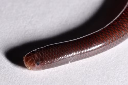 Rắn giun thường sống chui rúc dưới mặt đất, trong các đống đổ nát hoặc trong các thân cây gỗ mục ruỗng. Chúng hoạt động mạnh vào mùa mưa và sẽ vùi sâu cơ thể trong đất vào mùa Đông đến. Đến mùa Hè, rắn giun thường chui sâu trong đất để tránh nhiệt độ cao. Ảnh: inaturalist.