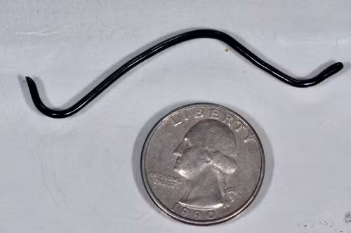 Thức ăn của rắn giun thường gồm: kiến, mối, ấu trùng của các loài côn trùng… Ảnh: (c) Marc AuMarc – some rights reserved (CC BY-NC-ND).