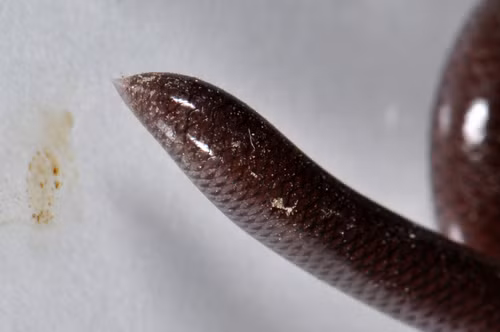 Điều thú vị là rắn giun thường sinh sản đơn tính. Theo đó, tất cả các cá thể đều là con cái xuất phát từ khả năng đẻ trứng mà không cần thụ tinh. Ảnh: Marc AuMarc – some rights reserved (CC BY-NC-ND).