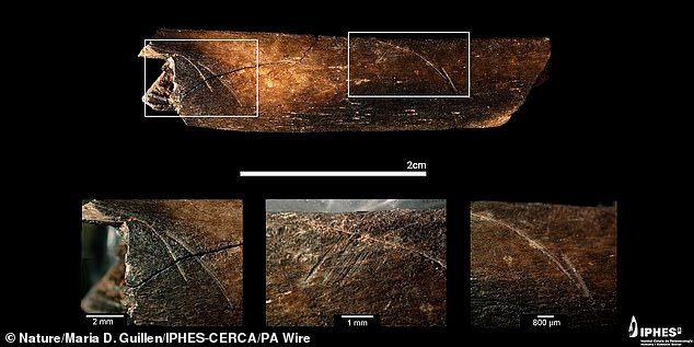 Những mảnh hài cốt của Pink được tìm thấy năm 2022 bao gồm một phần xương hàm và xương gò má tại di chỉ Atapuerca, thuộc vùng núi đá vôi cùng tên. Ảnh: Maria D. Guillén / IPHES-CERCA.