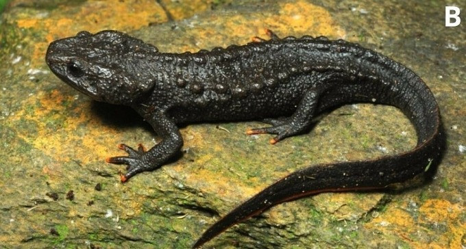 Tan muc ca coc moi phat hien o Cao Bang, loai 