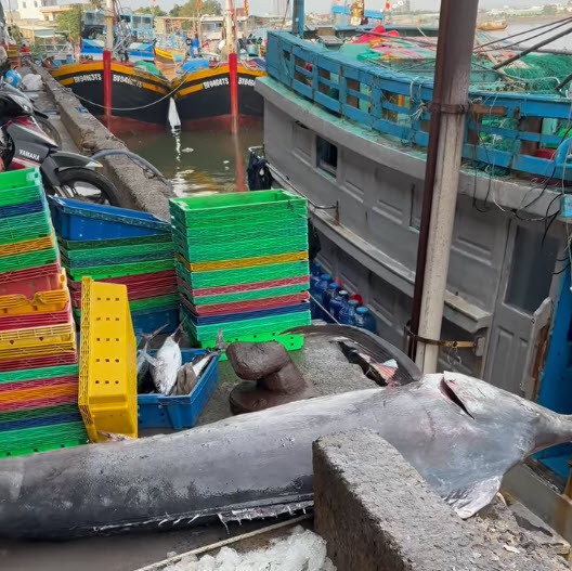 Vào sáng ngày 11/4, một tàu đánh cá vừa cập bến Côn Sơn (TP. Vũng Tàu) đã mang về con cá cờ "khủng" nặng tới 200 kg. Để đưa được con cá khổng lồ này lên bờ, 5 người đàn ông đã mất rất nhiều công sức. Ảnh: Người đưa tin.