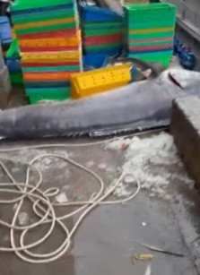 Khi kéo con cá cờ nặng 200 kg lên tàu, mọi người trên ghe vô cùng vui mừng. Sau khi đưa lên bờ, nhiều thương lái đã hỏi mua con cá cờ này và cuối cùng nó được bán với giá 14 triệu. Ảnh: Người đưa tin.