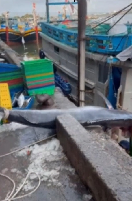 Con cá cờ dài gần 3m, bề ngang khoảng 90 cm. Phần đầu của nó nhọn như mũi kiếm. Với trọng lượng lên tới 200 kg, đây là một trong những con cá cờ có kích thước “khủng” nhất từng sa lưới ngư dân. Ảnh: Người đưa tin.