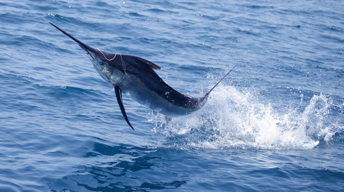 Thông thường, các ngư dân thường đánh bắt được những con cá cờ nặng khoảng 50 - 70 kg. Do đó, con cá cờ nặng 200 kg được xem là "hàng khủng". Ảnh: fishbazaruto.com.