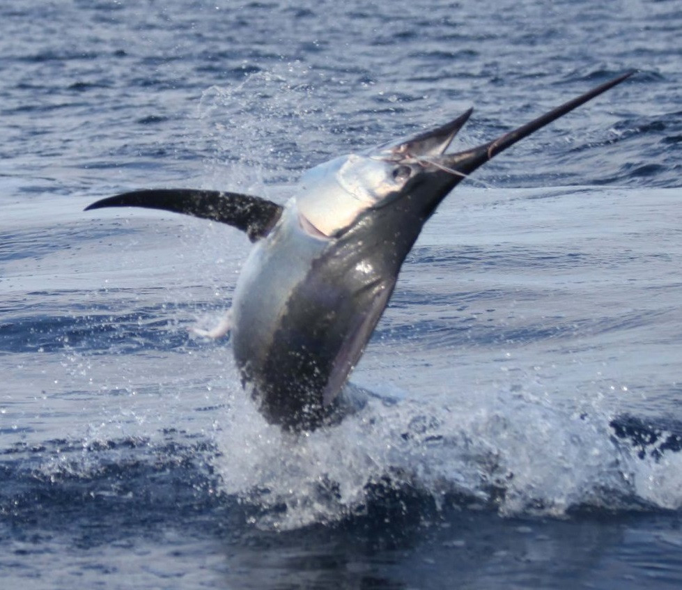 Đến nay, chỉ một số người may mắn đã đánh bắt được những con cá cờ nặng 200 - 270 kg. Với việc câu được cá cờ khủng, ngư dân có được khoản thu nhập lớn và trở thành động lực để họ yêu biển hơn. Ảnh: fishbazaruto.com.