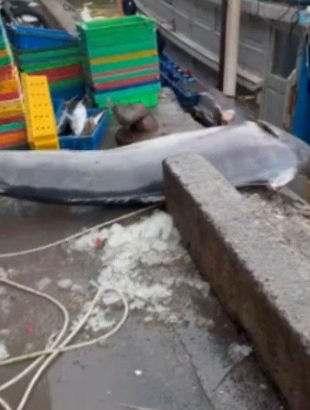 Việc đánh bắt được con cá cờ lớn như vậy không phải thường gặp. Chị Huế Nguyễn, chủ ghe đánh bắt cá được cá cờ "khủng" cho biết ghe của họ xuất phát từ Côn Sơn tới vùng biển Cà Mau và sau 3 ngày lênh đênh trên biển thì may mắn bắt được con cá cờ khủng. Ảnh: Người đưa tin.