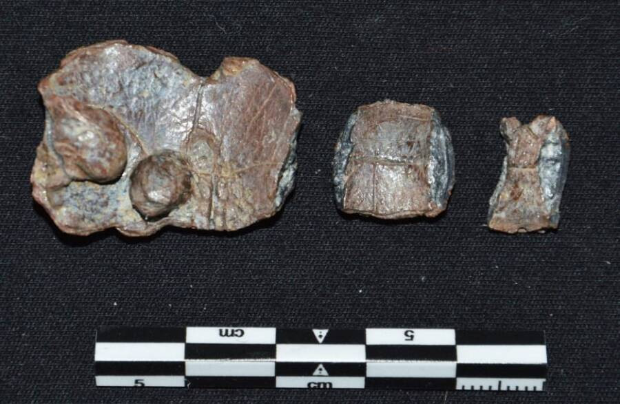 Giới chuyên gia cũng tìm thấy một số hiện vật khác của người Hy Lạp cổ đại bao gồm bình pha rượu, nồi nấu ăn, nồi đất sét lấy nước, hiện vật bằng gỗ... Ảnh: Jutta Stroszeck/German Archaeological Institute.