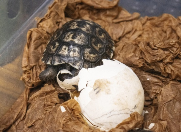 Rùa và nhiều loài bò sát khác có khả năng sinh sản trong suốt cuộc đời sau khi trưởng thành. Do đó, chúng có thể sinh sản ngay cả khi đã lớn tuổi. Giới nghiên cứu không biết chắc rùa Santa Cruz Galápagos phương tây có thể sống thọ tới mức nào nhưng một cá thể lập kỷ lục khi sống tới 171 tuổi. Ảnh: Philadelphia Zoo.