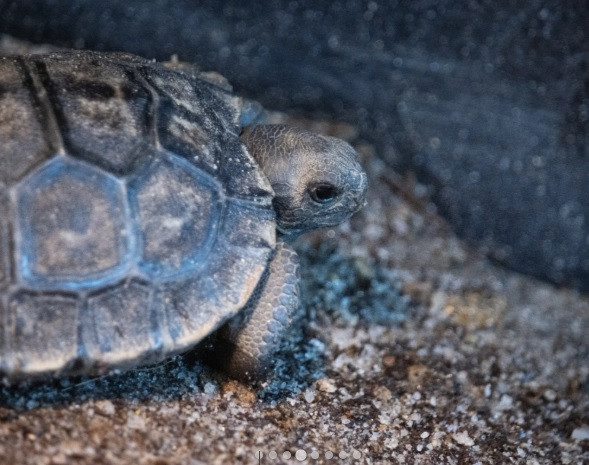 Mommy là một phần trong chương trình nhân giống nuôi nhốt ở vườn thú Mỹ nhằm giúp bảo vệ an toàn phân loài rùa Santa Cruz Galápagos phương tây. Sau nhiều năm, Mommy sinh con lần đầu tiên sau khi ghép đôi với một con đực tên Abrazzo cũng khoảng 100 tuổi. Abrazzo chuyển tới Philadelphia năm 2020 sau khi một thời gian sống ở vườn thú Riverbanks tại Nam Carolina. Ảnh: Philadelphia Zoo.