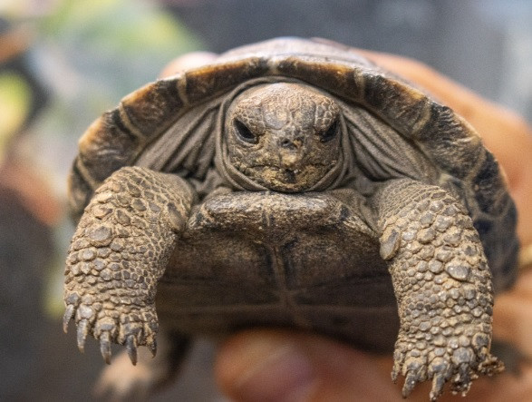 Hoạt động của con người trên quần đảo Galápagos đã tiêu diệt vài loài rùa và đẩy rùa Santa Cruz Galápagos phương tây tới bờ tuyệt chủng. Trong lịch sử, các thủy thủ đã khiến số lượng rùa sụt giảm khi săn bắt chúng để lấy thịt. Theo Liên minh Bảo tồn Thiên nhiên Quốc tế, con người cũng ảnh hưởng tới môi trường sống của chúng và đưa nhiều loài xâm hại như dê tới cạnh tranh thức ăn với rùa cũng như mèo và chuột chuyên ăn thịt rùa non và trứng. Ảnh: Philadelphia Zoo.