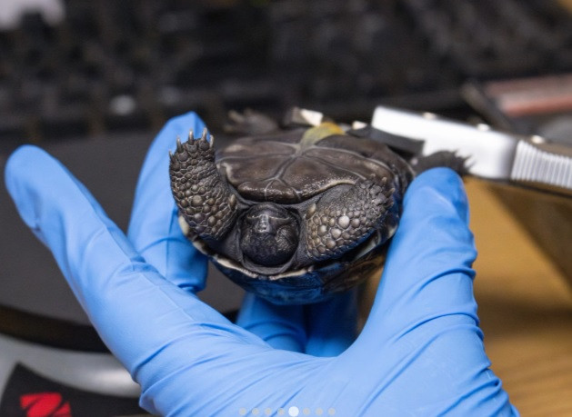 Sau khi giao phối với Abrazzo, Mommy đẻ 16 quả trứng vào tháng 11/2024. Nhân viên vườn thú đã thu gom trứng và đặt vào lồng ấp nhân tạo. Giống như hầu hết loài rùa, giới tính của rùa đang ấp được xác định bởi nhiệt độ ấp trứng. Ảnh: Philadelphia Zoo.