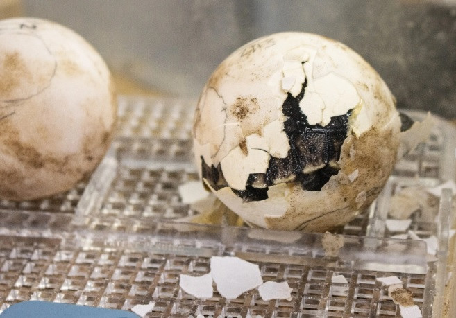 Rùa Santa Cruz Galápagos phương tây là phân loài của rùa Galápagos. Đây là loài rùa lớn nhất trên Trái đất. Cá thể đực thường lớn hơn nhiều so với cá thể cái khi dài khoảng 1,8m, nặng 260 kg. Ảnh: Philadelphia Zoo.