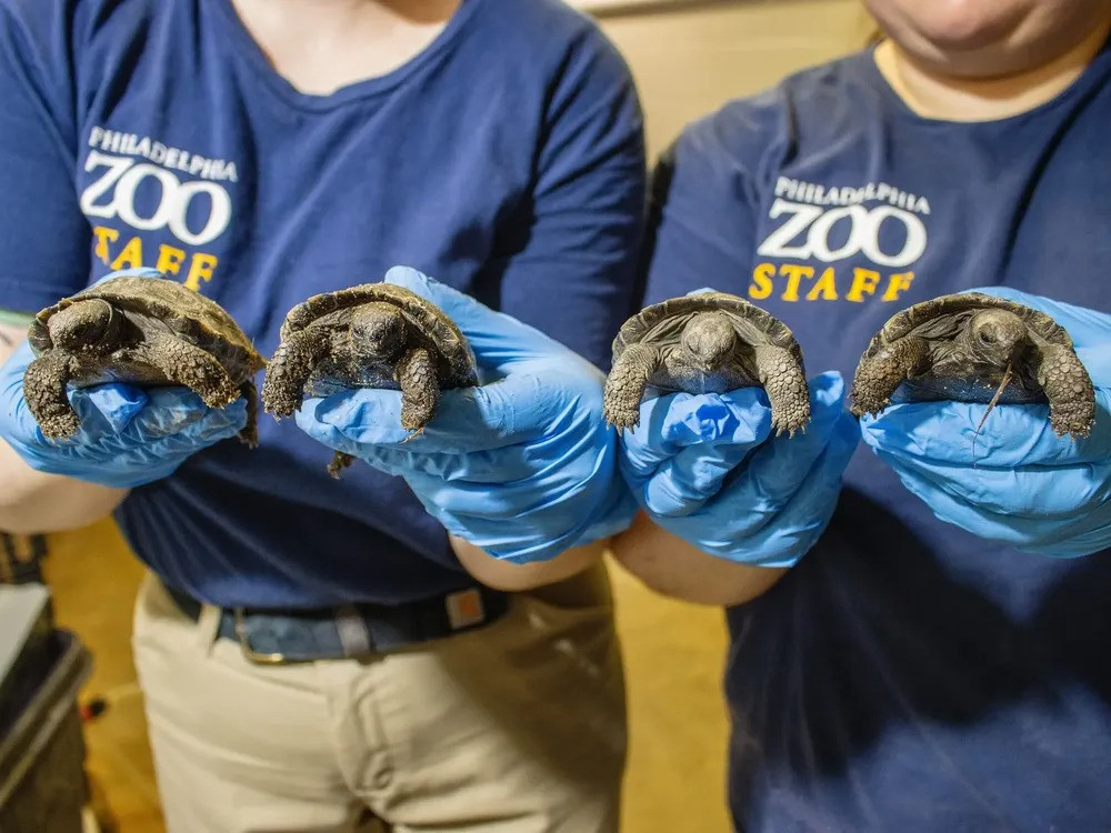 Cụ thể, Vườn thú Pennsylvania ở Pennsylvania, Mỹ, gần đây ấp thành công trứng của con rùa Santa Cruz Galápagos phương tây (Chelonoidis niger porteri) lớn tuổi tên Mummy. Các nhân viên vườn thú không biết chính xác độ tuổi của Mommy nhưng nó đã ở vườn thú này hơn 90 năm. Ảnh: Philadelphia Zoo.