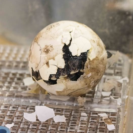 "Đây là một cột mốc quan trọng trong lịch sử của Vườn thú Philadelphia và chúng tôi không thể không chia sẻ tin vui này với mọi người. Mommy đã tới vườn thú năm 1932, có nghĩa bất cứ ai từng ghé thăm vườn thú trong 93 năm qua chắc chắn đã từng gặp nó", Jo-Elle Mogerman, Chủ tịch kiêm giám đốc điều hành Vườn thú Philadelphia cho biết. Ảnh: Philadelphia Zoo.