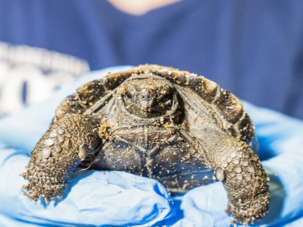 Nhiệt độ dưới 28 độ C tạo ra con đực trong khi nhiệt độ trên 29,5 độ C tạo ra cá thể cái. Nhân viên vườn thú ấp một nửa số trứng ở nhiệt độ dành cho con đực và nửa còn lại ở nhiệt độ dành cho con cái. Đến nay, chỉ có rùa cái chào đời. Ảnh: Philadelphia Zoo.