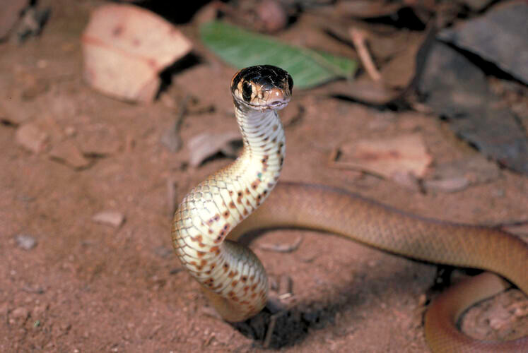 Thức ăn của rắn nâu phương Đông gồm: ếch, động vật bò sát, các loài thú nhỏ, chim, trứng và chuột. Ảnh: collections.museumsvictoria.com.au.