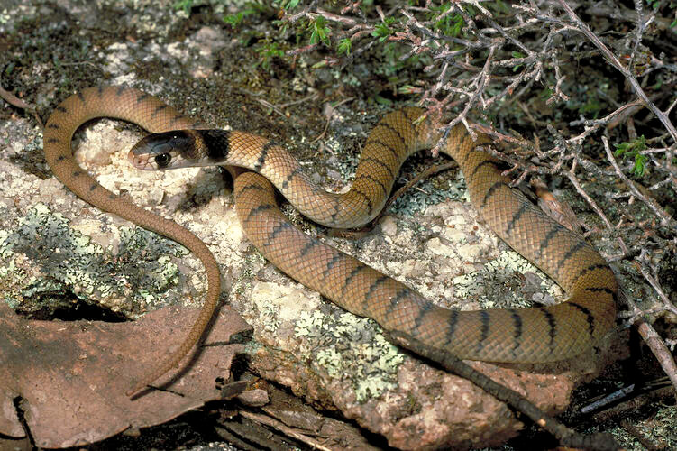 Khi trưởng thành, rắn nâu phương Đông có thể dài từ 1,5 - 1,8m và đôi khi có thể dài đến 2m hoặc hơn, nhưng khá hiếm. Ảnh: collections.museumsvictoria.com.au.