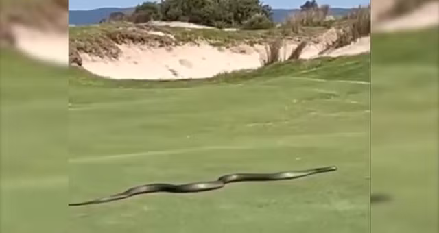 Ngay sau khi đăng tải, đoạn video quay lại cảnh một con rắn khổng lồ dài gần 3m đột ngột xuất hiện tại sân golf danh tiếng Magenta Shores ở New South Wales, Australia khiến các golf thủ bàng hoàng. Ảnh cắt từ clip/The Sun.