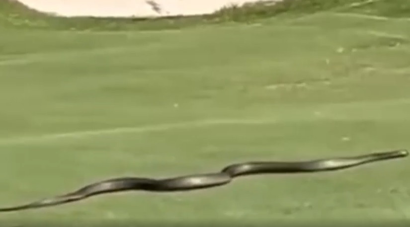 Theo ông Pols, rắn thường xuất hiện tại các sân golf bởi đó là môi trường lý tưởng với đầy đủ thức ăn, nước, ánh nắng và chỗ trú ẩn. Khi gặp phải rắn trên sân golf, điều quan trọng nhất là giữ khoảng cách an toàn và để nó con vật tự đi qua. Ảnh cắt từ clip/The Sun.