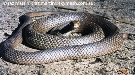 Rắn nâu phương Đông (Pseudonaja textilis) là loài bản địa ở Australia và New Guinea. Chúng được coi là loài rắn độc thứ hai thế giới, chỉ xếp sau rắn Taipan nội địa (Oxyuranus microlepidotus). Ảnh: reptile-database.reptarium.cz.