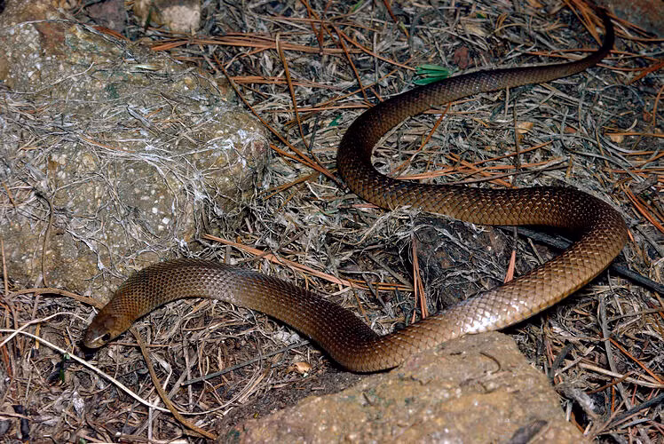 Khi bị kích động hoặc cảm thấy bị đe dọa, rắn nâu phương Đông sẽ tấn công, sử dụng nọc độc thần kinh khiến nạn nhân tử vong nếu không được điều trị y tế kịp thời. Tuy nhiên, trong phần lớn trường hợp, chúng sẽ tìm cách lẩn trốn thay vì tấn công trước. Ảnh: collections.museumsvictoria.com.au.