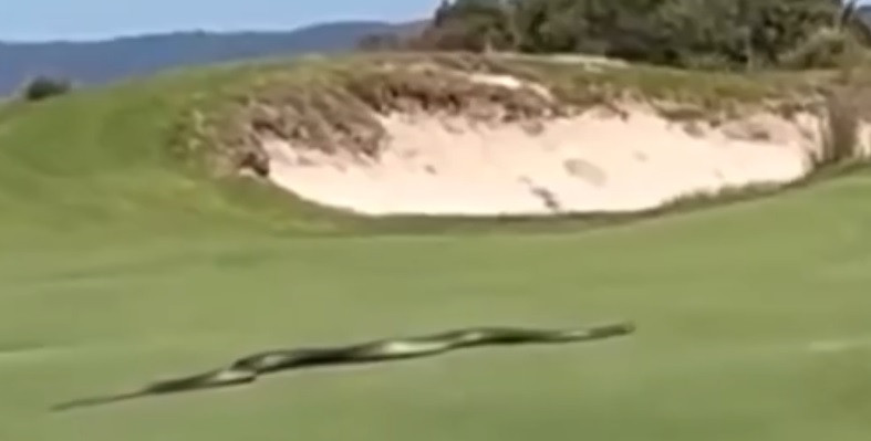 Theo nội dung video, con rắn nâu phương Đông nhẹ nhàng trườn trên mặt cỏ trước sự chứng kiến của các golf thủ. Nó di chuyển như ở nơi không người. Ảnh cắt từ clip/The Sun.