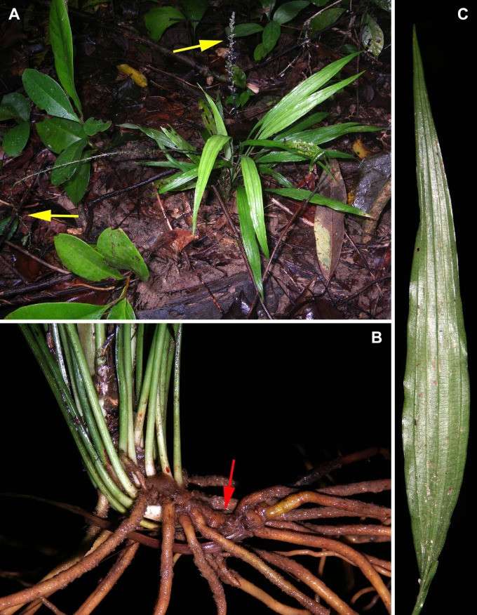 Hue da nhieu hoa moi phat hien tai Phu Yen co phai loai hiem?