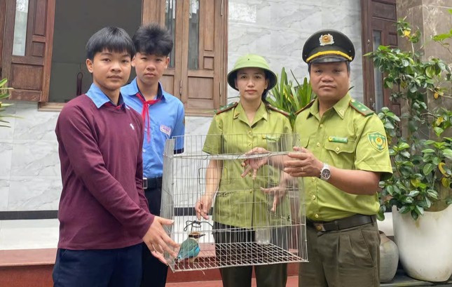 Vào ngày 14/4, Chi cục Kiểm lâm TP Huế phối hợp với Hạt Kiểm lâm huyện Phú Vang (Huế) tiếp nhận một cá thể chim đuôi cụt bụng đỏ do em Nguyễn Văn Anh Kiệt, học sinh lớp 9/2, Trường THCS Phú Thuận (xã Phú Thuận huyện Phú Vang) tự nguyện giao nộp. Em Kiệt đã phát hiện khi đang trên đường tới trường. Ảnh: Tiền phong.