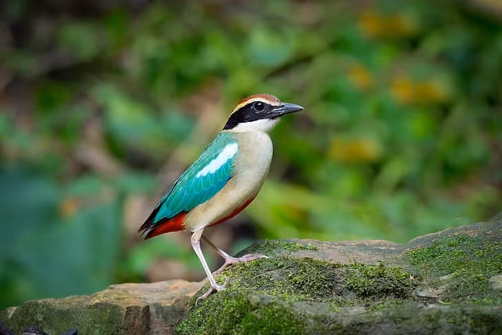 Vào thời điểm bàn giao, cá thể chim đuôi cụt bụng đỏ có sức khỏe ổn định. Sau khi tiếp nhận, các đơn vị chức năng tiến hành chăm sóc, theo dõi sức khỏe và hoàn thiện các thủ tục cần thiết theo quy định trước khi thả cá thể chim về môi trường tự nhiên. Ảnh: Pitta nymph.