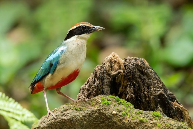 Sau khi nhận diện và nhận thấy đó là loài chim lạ, em Kiệt đã liên hệ với cơ quan chức năng qua đường dây nóng và tự nguyện bàn giao để thả cá thể chim đuôi cụt bụng đỏ về môi trường tự nhiên. Ảnh: eBird.