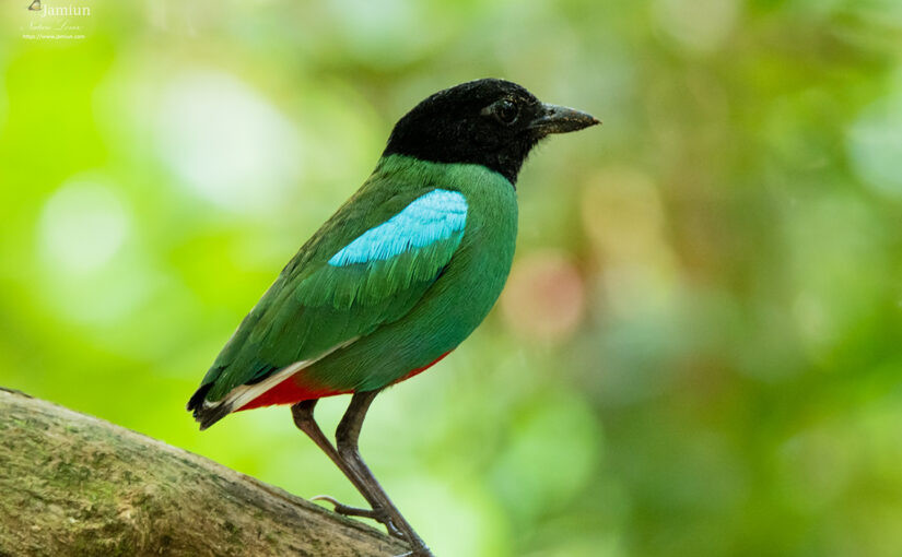 Chim đuôi cụt bụng đỏ là một trong số ít loài chim thuộc họ Đuôi cụt di cư. Ảnh: jamiun.com.