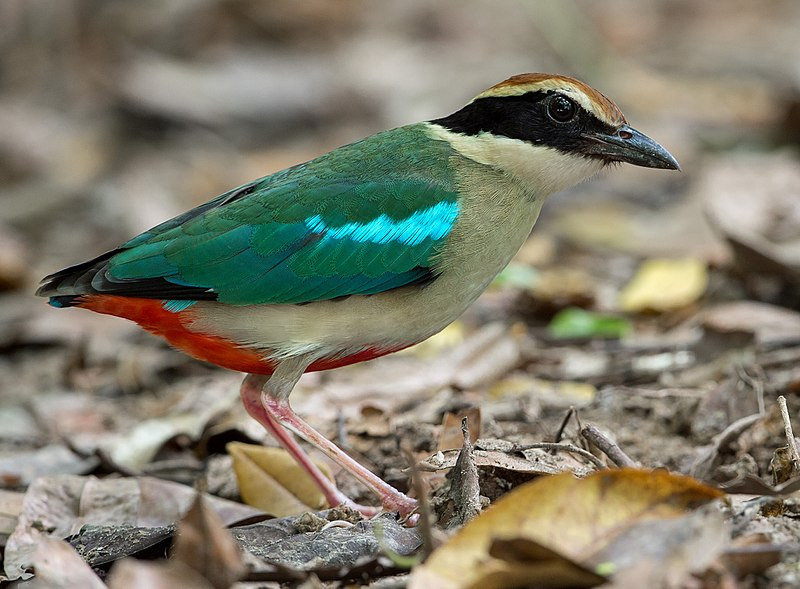Thuộc nhóm các loài chim quý hiếm nhất tại Việt Nam hiện nay, chim đuôi cụt bụng đỏ hiện nằm trong danh mục các loài sắp nguy cấp theo Sách Đỏ của Liên minh Bảo tồn Thiên nhiên Quốc tế (IUCN). Ảnh: wikipedia.