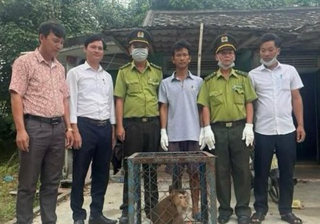 Vào 7/9/2024, Hạt kiểm lâm Phú Lộc (tỉnh Thừa Thiên - Huế) tiếp nhận và thả về tự nhiên một cá thể khỉ mặt đỏ quý hiếm. Cá thể khỉ này được anh Nguyễn Minh Vương (44 tuổi, trú tại thôn Đông Dương, xã Vinh Hiền, huyện Phú Lộc, tỉnh Thừa Thiên - Huế) phát hiện trong lúc ra vườn. Ảnh: KL/Đại Đoàn kết.