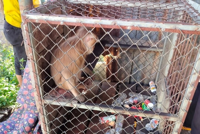 Ngày 1/3/2023, Hạt Kiểm lâm TP Kon Tum (tỉnh Kon Tum) đã bàn giao cho Trung tâm Bảo tồn đa dạng sinh học và Du lịch sinh thái (thuộc Vườn Quốc gia Chư Mom Ray, đóng tại Kon Tum) một cá thể khỉ đuôi lợn quý hiếm. Con khỉ đuôi lợn này đã đi lạc vào nhà ông Phùng Minh Tân nên được gia đình bắt lại rồi bàn giao cho cơ quan chức năng. Ảnh: Người lao động.