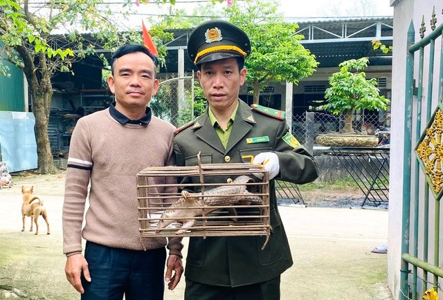 Vào ngày 30/12/2024, Công an xã Tiến Lợi (TP Phan Thiết, tỉnh Bình Thuận) đã bàn giao một cá thể tê tê cho Hạt kiểm lâm Phan Thiết. Cá thể tê tê quý hiếm này đi lạc vào nhà dân trên địa bàn. Sau khi nhận được tin báo, Công an xã Tiến Lợi phối hợp cùng người dân và chính quyền địa phương vây bắt con vật. Ảnh: Tiền phong.