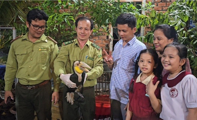 Ngày 15/5/2024, một cá thể chim niệc mỏ vằn quý hiếm thuộc họ hồng hoàng, giới tính đực, nặng khoảng 1,2 kg, bay lạc vào nhà dân ở TP.HCM. Người dân đã bắt giữ con vật và bàn giao cho cơ quan chức năng để tái thả về tự nhiên. Ảnh: ZNews.