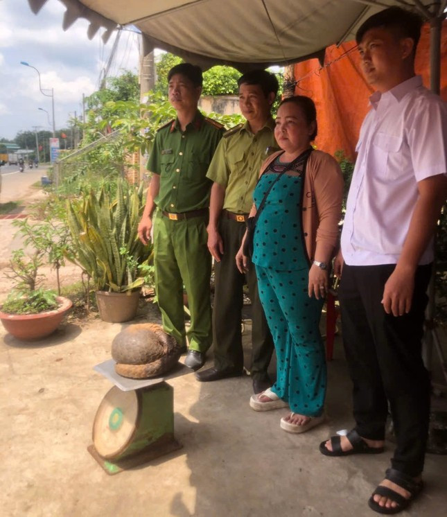 Ngày 7/10/2024, cơ quan chức năng huyện Phú Giáo (Bình Dương) cho biết đã tiếp nhận cá thể tê tê Java quý hiếm nằm trong Sách đỏ do người dân giao nộp. Người dân đã phát hiện con vật này trong vườn nên trình báo cơ quan chức năng địa phương. Ảnh: Tiền Phong.