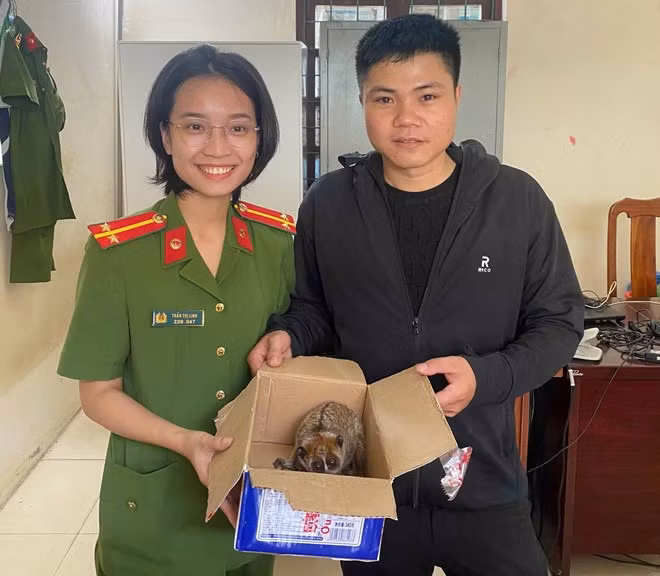 Vào ngày 22/4, Công an xã Phù Cảnh (tỉnh Quảng Bình) thông tin về việc đã tiếp nhận một cá thể cu li nhỏ quý hiếm do người dân anh Hoàng Ánh Q. (sinh năm 1996, xã Tiến Hóa, huyện Tuyên Hóa, tỉnh Quảng Bình) tự nguyện giao nộp. Ảnh: Công an Phù Cảnh.