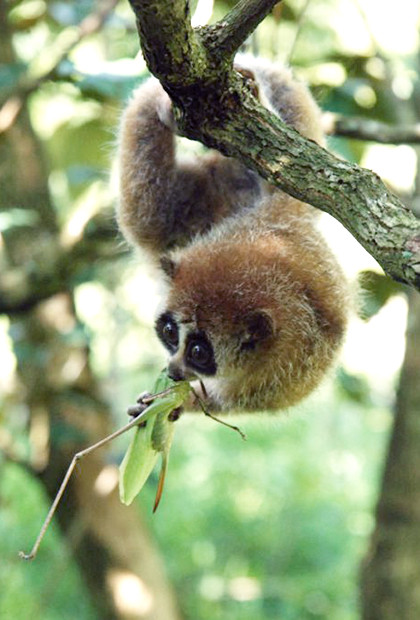 Cu li nhỏ sống đơn độc hoặc thành nhóm nhỏ 3 - 4 cá thể. Ngày nay, số lượng cá thể cu li nhỏ giảm mạnh do nơi cư trú bị xâm hại, rừng bị chặt phá, diện tích rừng tự nhiên bị thu hẹp và là đối tượng săn bắt để nuôi làm cảnh, buôn bán và xuất khẩu. Ảnh: eprc.asia.