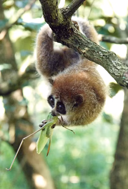 Cu li nhỏ sống đơn độc hoặc thành nhóm nhỏ 3 - 4 cá thể. Ngày nay, số lượng cá thể cu li nhỏ giảm mạnh do nơi cư trú bị xâm hại, rừng bị chặt phá, diện tích rừng tự nhiên bị thu hẹp và là đối tượng săn bắt để nuôi làm cảnh, buôn bán và xuất khẩu. Ảnh: eprc.asia.