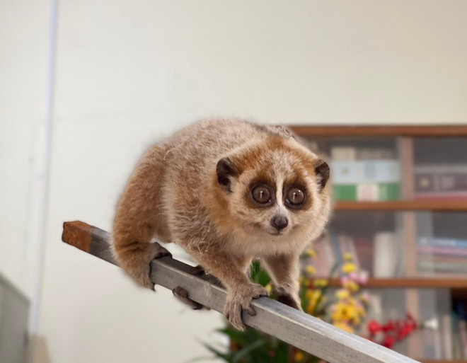 Sau khi tiếp nhận, Công an xã Phù Cảnh đã làm thủ tục bàn giao cá thể cu li nhỏ quý hiếm trên cho Hạt Kiểm lâm huyện Quảng Trạch để chăm sóc, thả về tự nhiên theo quy định. Ảnh: TTXVN.